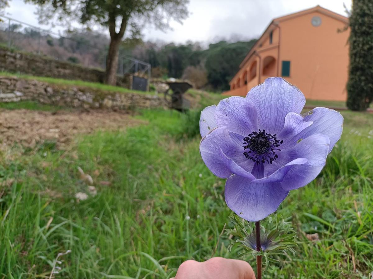 B&B Agriturismo Regno Di Toscana Collesalvetti Dış mekan fotoğraf